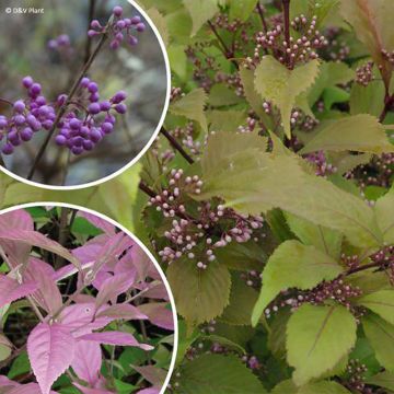 Callicarpa dichotoma Cardinal