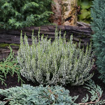 Calluna vulgaris Garden Girls Alicia - Brecina