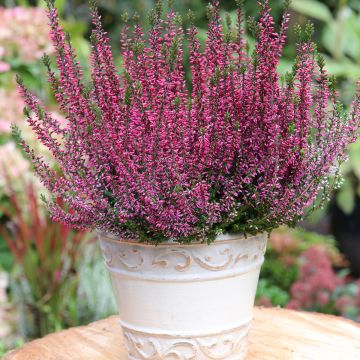 Calluna vulgaris Garden Girls Amethyst - Brecina