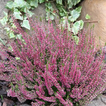 Calluna vulgaris Garden Girls Angie - Brecina