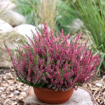 Calluna vulgaris Garden Girls Athene - Brecina