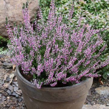 Calluna vulgaris Garden Girls Lisbeth - Brecina