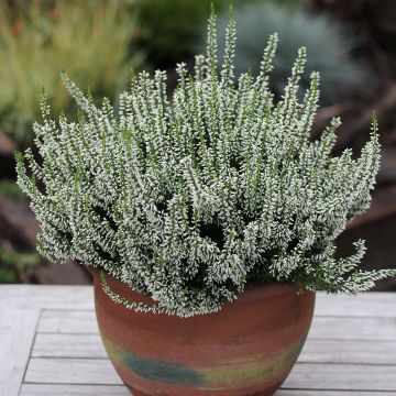 Calluna vulgaris Garden Girls Madonna - Brecina