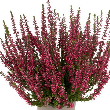 Calluna vulgaris Garden Girls Martina - Brecina