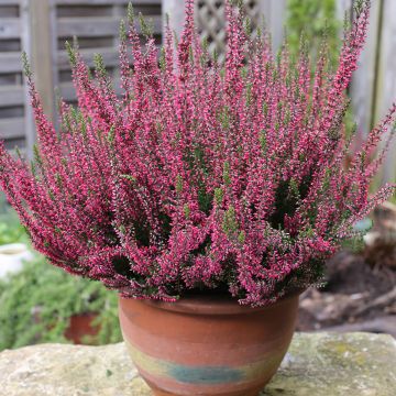 Calluna vulgaris Garden Girls Rosita - Brecina