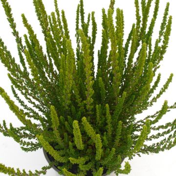 Calluna vulgaris Garden Girls Zelia - Brecina