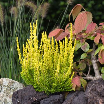 Calluna vulgaris Garden Girls Zeta - Brecina