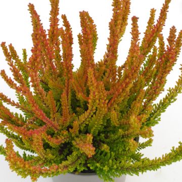 Calluna vulgaris Garden Girls Zoe - Brecina