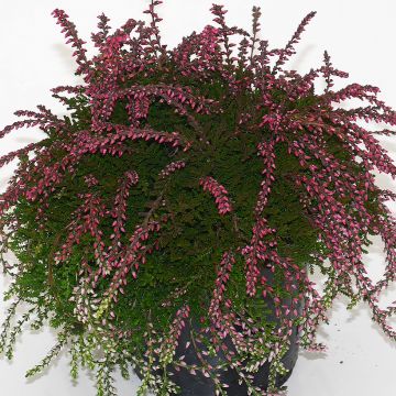 Calluna vulgaris Rasta Girls Maïté - Brecina