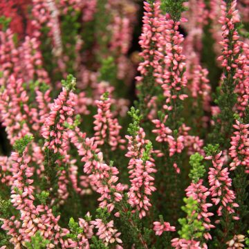 Calluna vulgaris Garden Girls Gina - Brecina