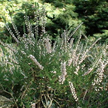 Calluna vulgaris Alba - Brecina