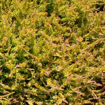 Calluna vulgaris Boskoop - Brecina