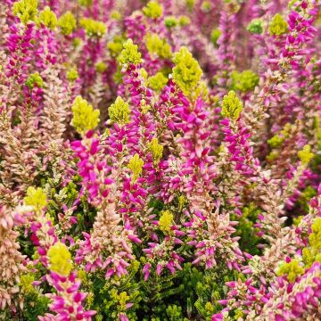 Calluna vulgaris Garden Girls Golden Angie - Brecina