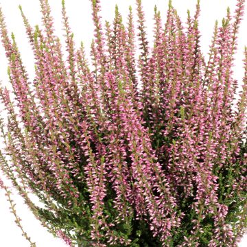 Calluna vulgaris Garden Girls Rena - Brecina