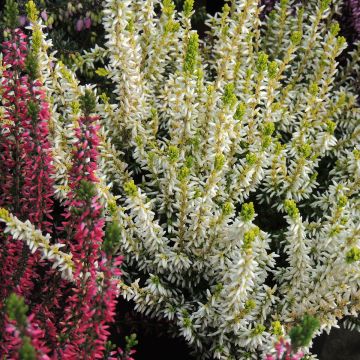 Calluna vulgaris Garden Girls Sarah - Brecina