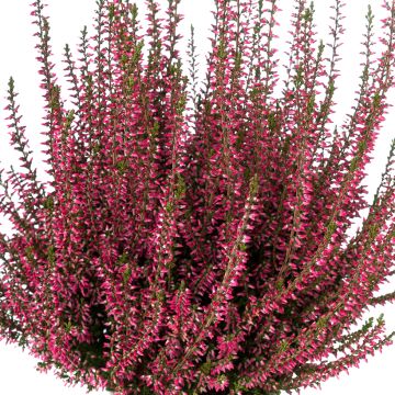 Calluna vulgaris Garden Girls Selma - Brecina