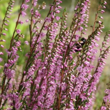 Calluna vulgaris Tib - Brecina