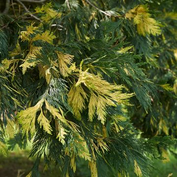 Calocedrus decurrens Aureovariegata - Libocedro