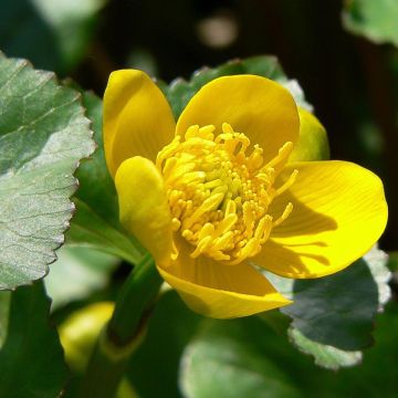 Caltha palustris Polypetala - Hierba centella