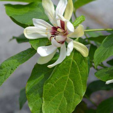 Calycanthus raulstonii Venus - Árbol de las anémonas