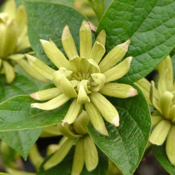 Calycanthus floridus Athens- Árbol de las anémonas