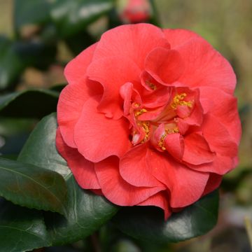 Camellia japonica Lady Campbell