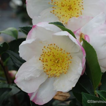 Camellia sasanqua Narumi Gaita - Camelia de otoño