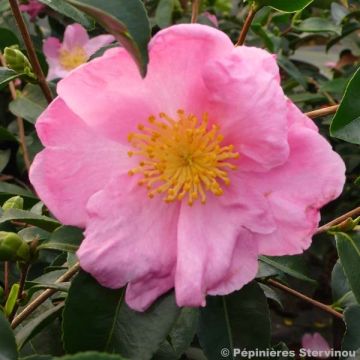 Camellia sasanqua Plantation Pink - Camelia de otoño