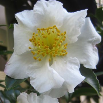 Camellia sasanqua Setsugekka - Camelia de otoño