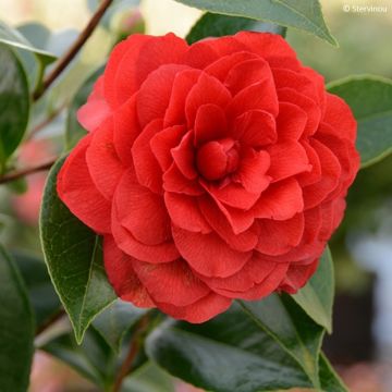 Camellia japonica Stromboli