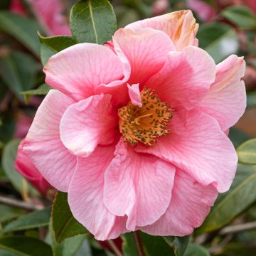 Camellia lutchuensis Sweet Emily Kate