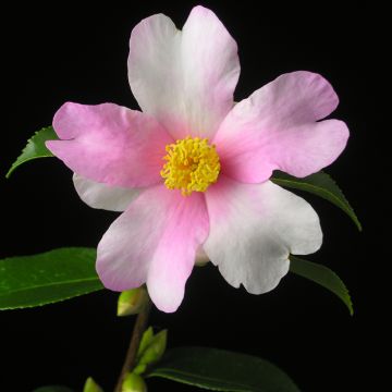 Camellia sasanqua Yume - Camelia de otoño