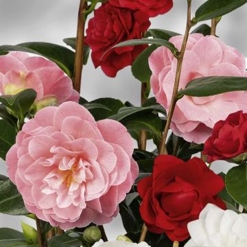 Camellia japonica Three Sisters Mix