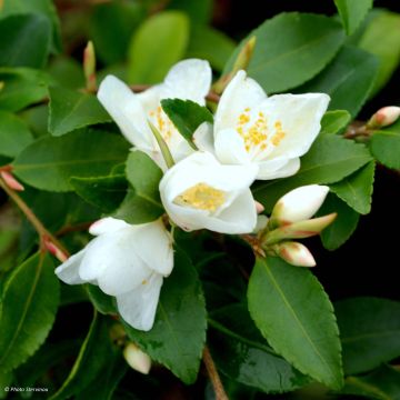 Camellia lutchuensis