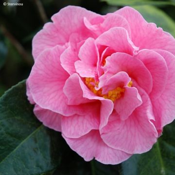 Camellia reticulata Lasca Beauty