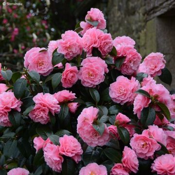 Camellia reticulata Lovely Lady