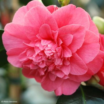 Camellia japonica chandleri Elegans