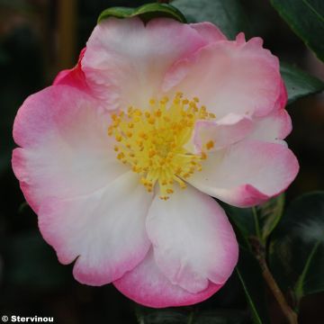 Camellia Gay Border