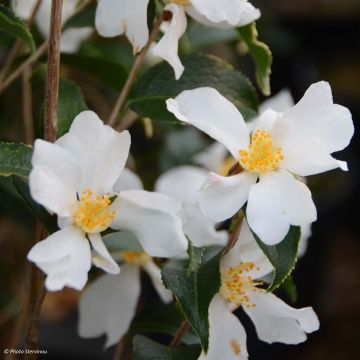 Camellia grijsii