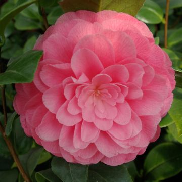 Camellia japonica Nuccio's Cameo