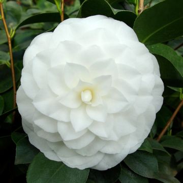 Camellia japonica Nuccio's Gem