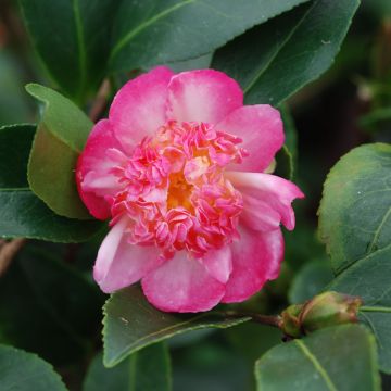 Camellia sasanqua Choji Guruma - Camelia de otoño