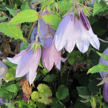 Campanula punctata Iridescent Bells