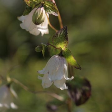 Campanula punctata Wedding Bells