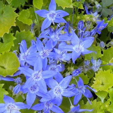 Campanula garganica Dickson s Gold