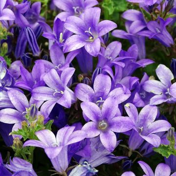 Campanula portenschlagiana