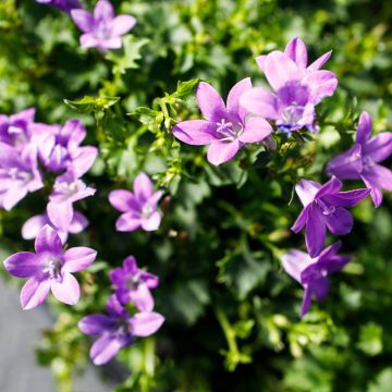 Campanula poscharskyana Ambella Intense Purple