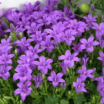 Campanula poscharskyana Ambella Purple Planet