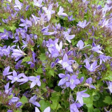 Campanula poscharskyana Trollkind