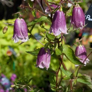 Campanula Pantaloons